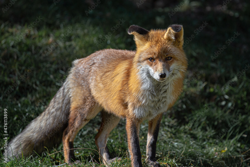 Red wild iberian fox quiet on a green forest background