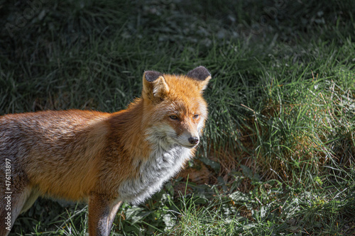 Red wild iberian fox quiet on a green forest background