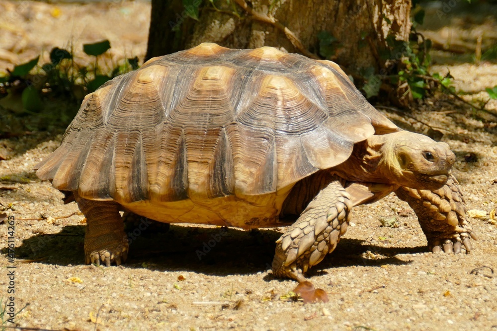 Tortue géante qui marche vue de profil Tortue géante qui marche vue de profil