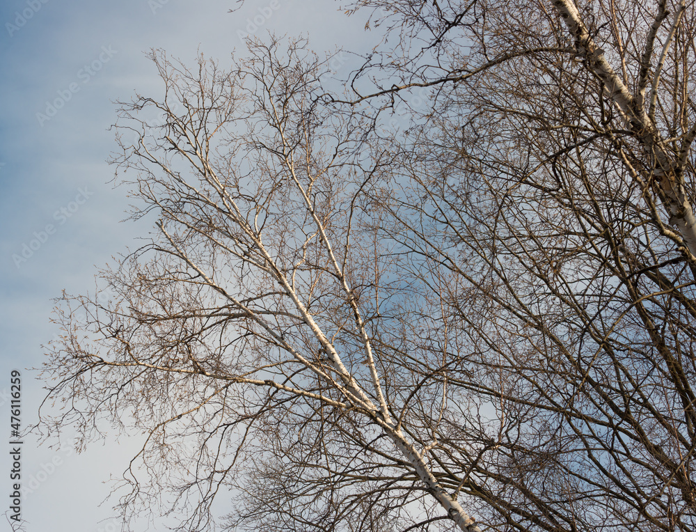 birch tree branches against a cloudy blue sky birch tree branches against a cloudy blue sky