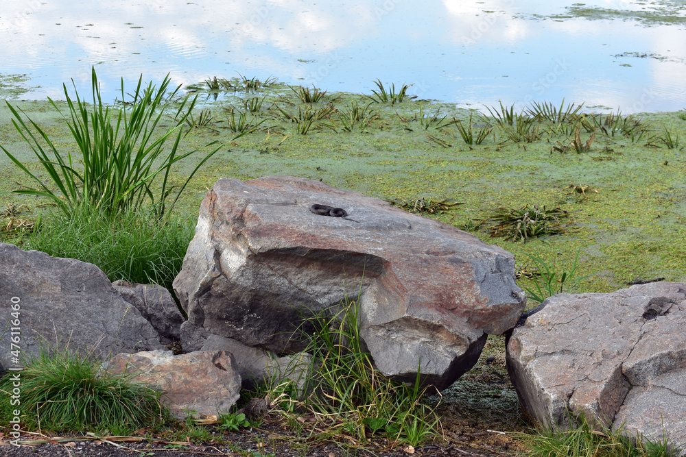 Fototapeta premium stone in the grass