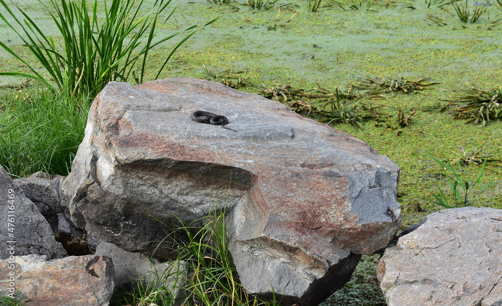 Obraz premium snake on stone