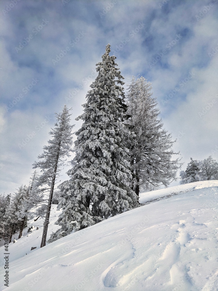 winter landscape on a large hill in the zurich oberland. Winter atmosphere with lots of snow and a view of the alps. 