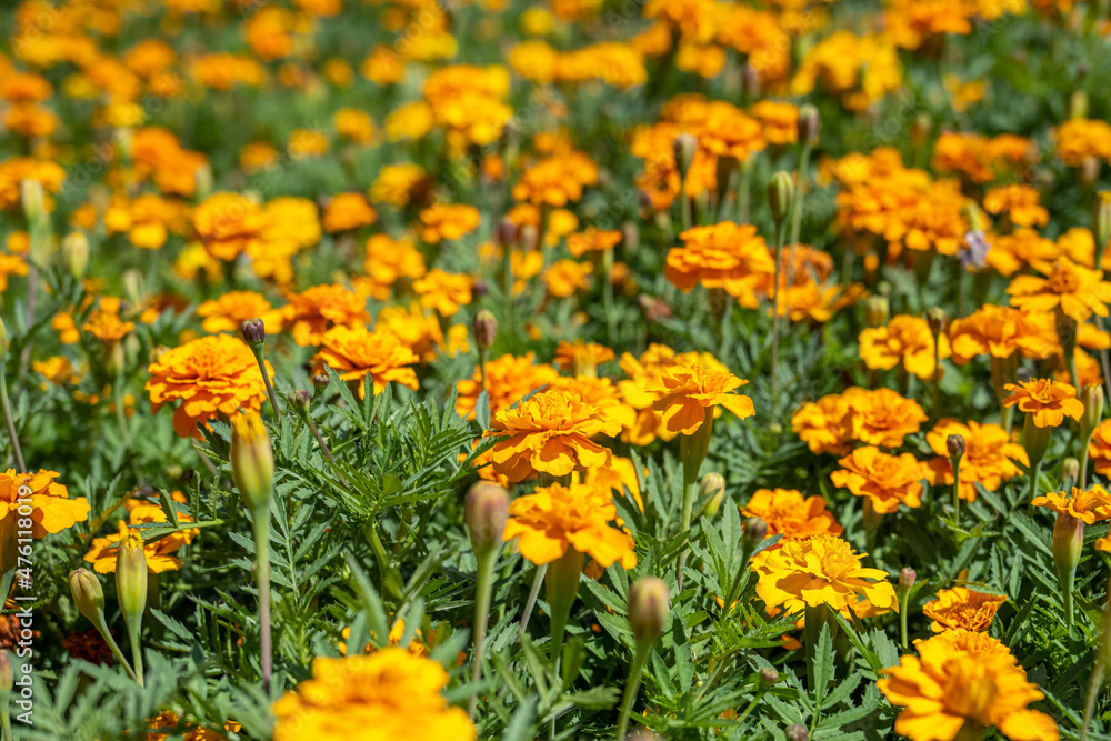 Orange marigolds in a mass garden.