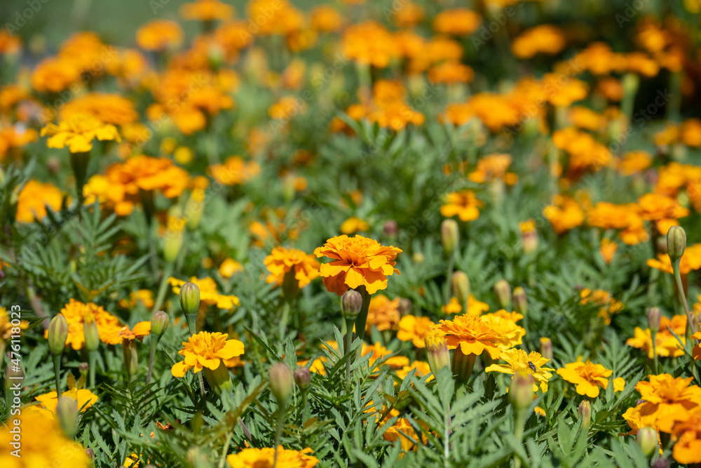 Field of orange marigolds in bloom Tagetes