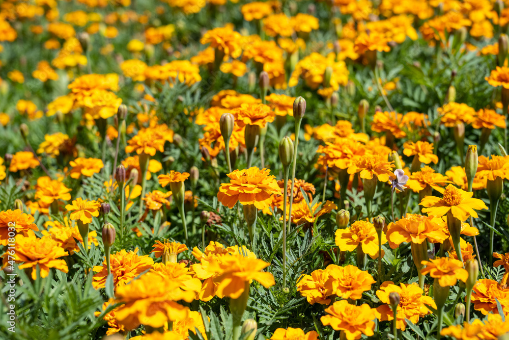 Field of yellow marigolds in bloom Tagetes 