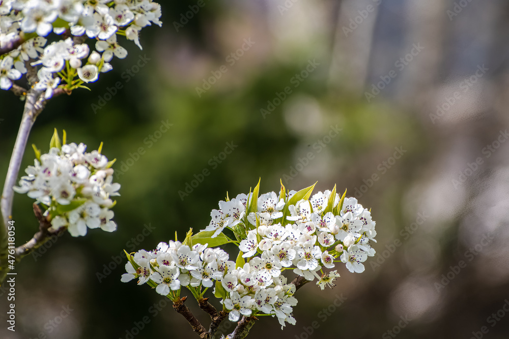 Obraz premium Closeup of tree branch of apple blossoms