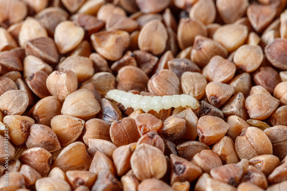Caterpillar of indian meal moth on buckwheat grain. Storage pest of products. lat. Plodia interpunctella Caterpillar of indian meal moth on buckwheat grain. Storage pest of products. lat. Plodia interpunctella
