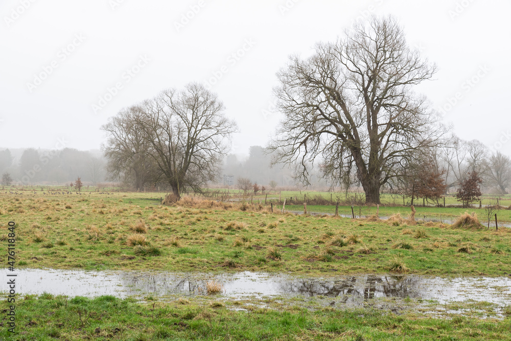 Nature reserve of the River Dyle valley, a natural flood plain area during a foggy winter day Nature reserve of the River Dyle valley, a natural flood plain area during a foggy winter day