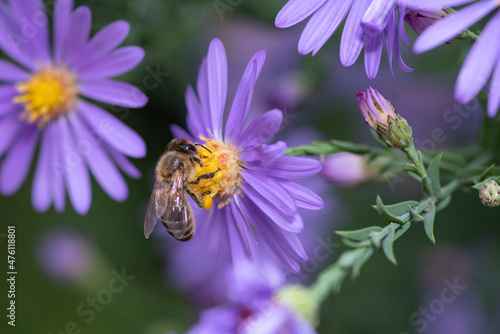 purple and yellow daisy wildflower being pollenated by a honeybee