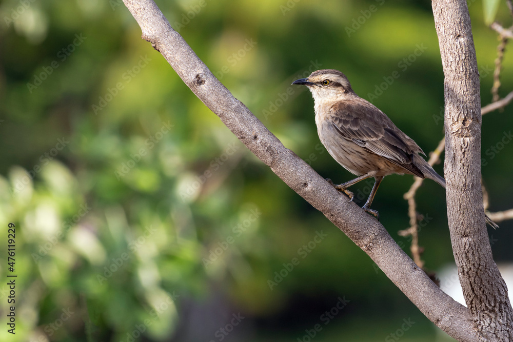 The chalk-browed mockingbird or The chalk-browed mockingbird or