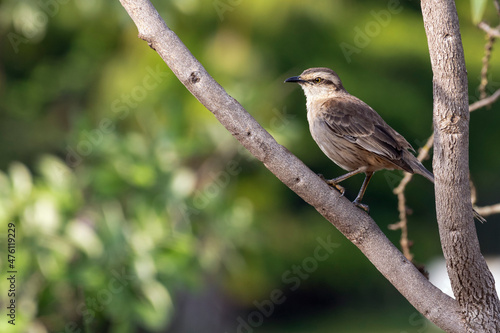 The chalk-browed mockingbird or "Sabia-do-campo" perched on a tree. It's a typical bird from the south-central region of Brazil. Species Mimus saturninus. Birdwathching. Birding.
