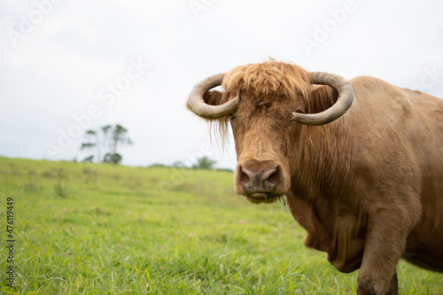 Closeup of a buffalo standing on a patch of grass in the rural countrysid photo