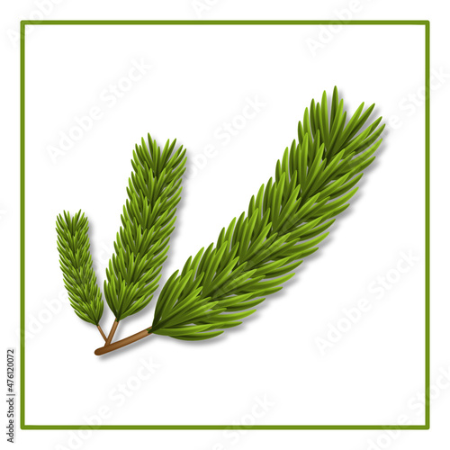 Spruce branches on white background