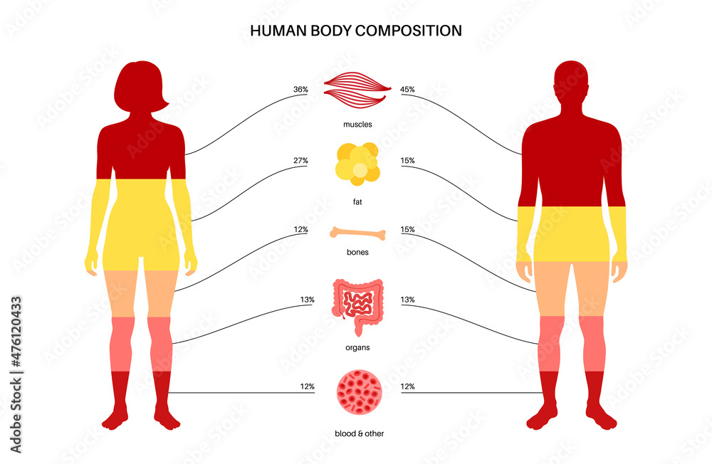 Woman body composition chart percentage Royalty Free Vector