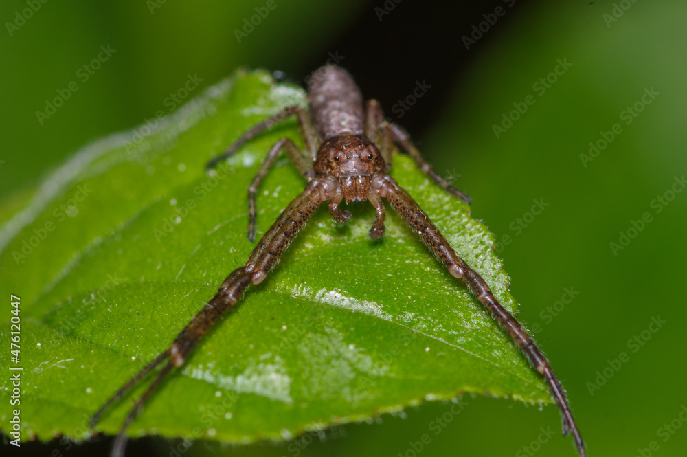 brown spider on green leaf with front legs close together brown spider on green leaf with front legs close together