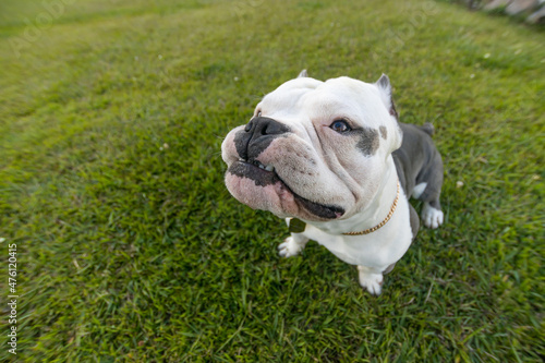 american bully dog ​​playing in the park