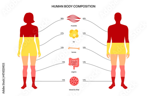 Human body composition photo