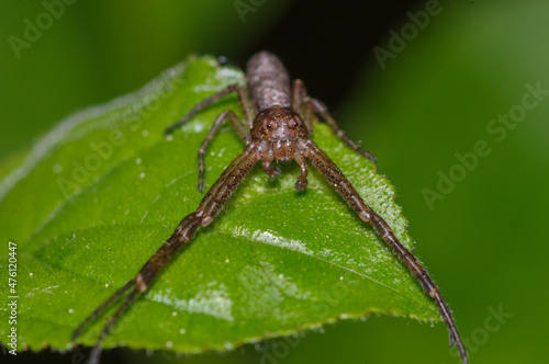 brown spider on green leaf with front legs close together