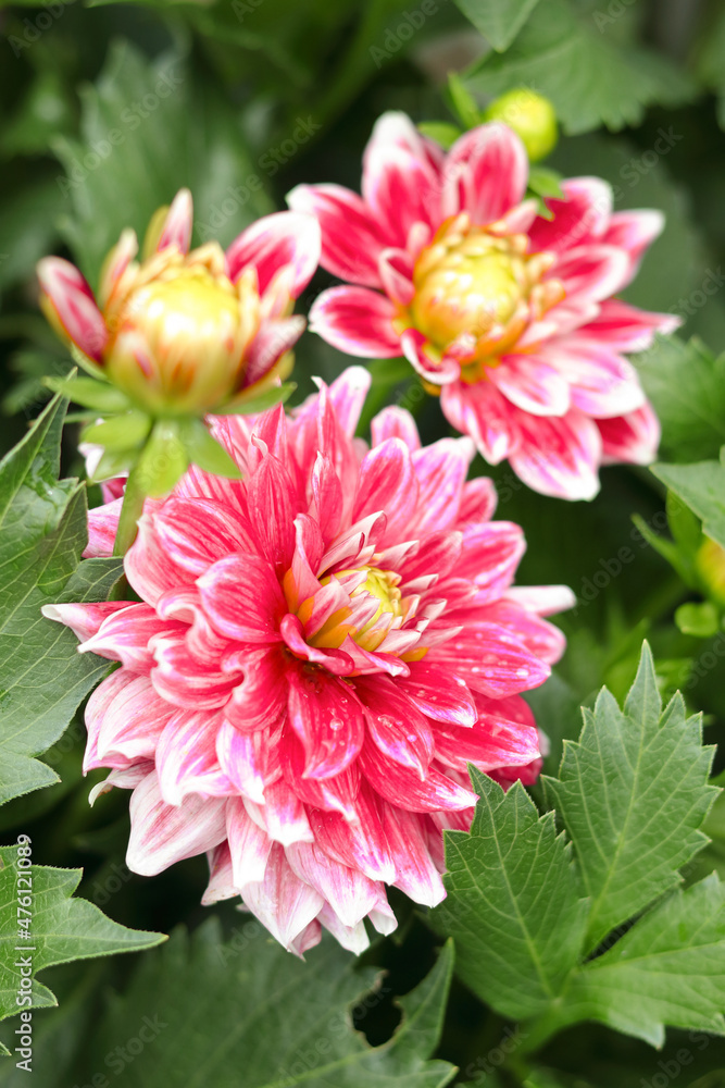 Red lovely dahlia in the summer garden. Gardening, landscaping, perennial flowers. Dahlia lovely big flowers. Group dahlias. Red dahlia flower closeup. Beautiful red chrysanthemum flowers. Wallpaper