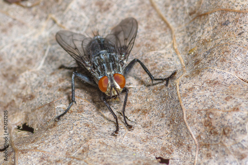 close up of house fly on dry dead leaves