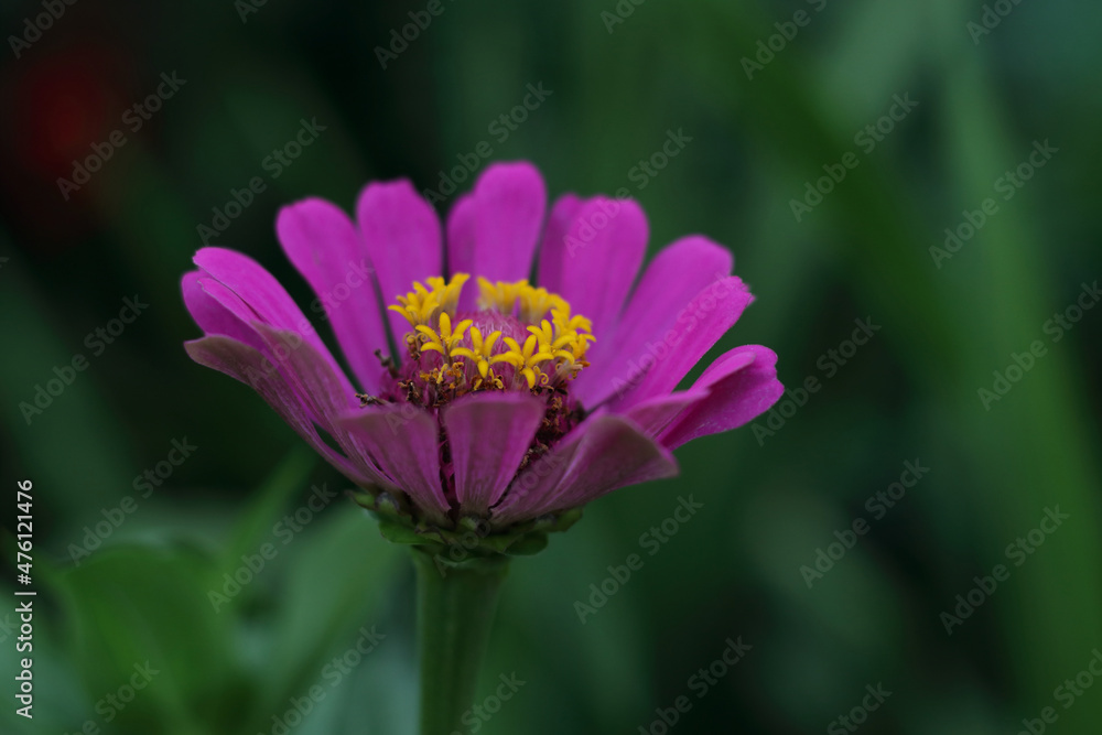 Beautiful blooming purple gerbera flower close up. Floral background for design. Nature concep. Colourful Gerbera daisies on blurred green background in the garden. Spring flower