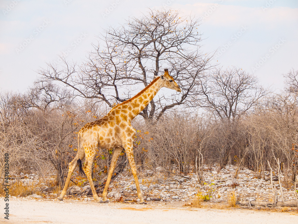 Obraz premium Cute giraffe in african savanna
