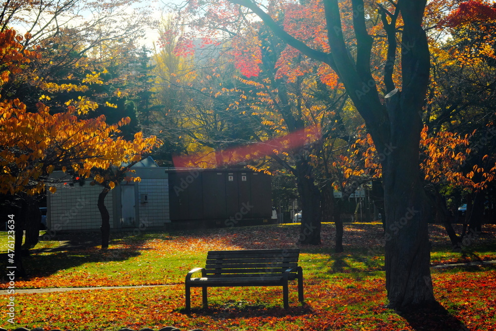 秋の木漏れ日に輝くベンチ