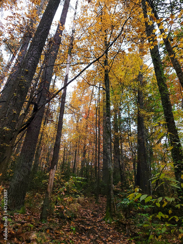Autumn colors in South Carolina © Lisa