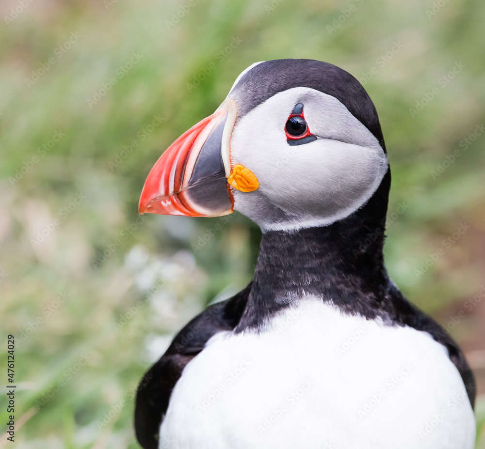 Naklejka premium atlantic puffin portrait