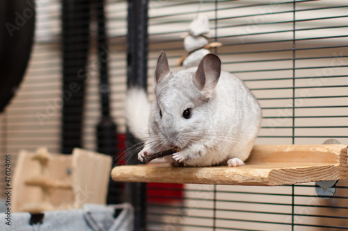 Cute Chinchilla Playing in the Cage