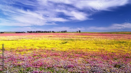 Super bloom, Wild flower carpet, Namaqualand, Northern Cape, South Africa,  photo
