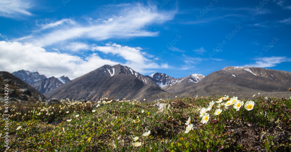 Fototapeta premium The mountains of the Brooks Range with wildflowers in the foreground in the Arctic National Wildlife Refuge, Alaska. 