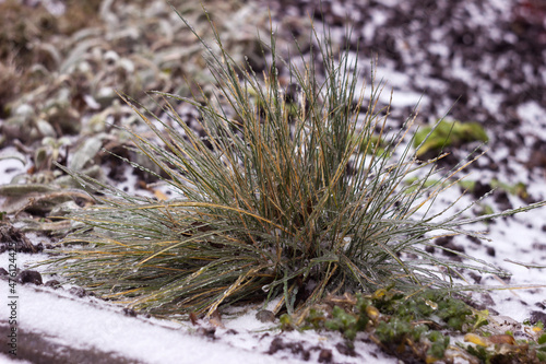 The green grass froze from the freezing rain. Plant leaves in ice, background