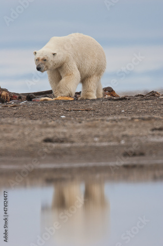 A Polar Bear walks on the beach of Barter Island near the coastal plain of the Arctic National Wildlife Refuge, AK, USA.