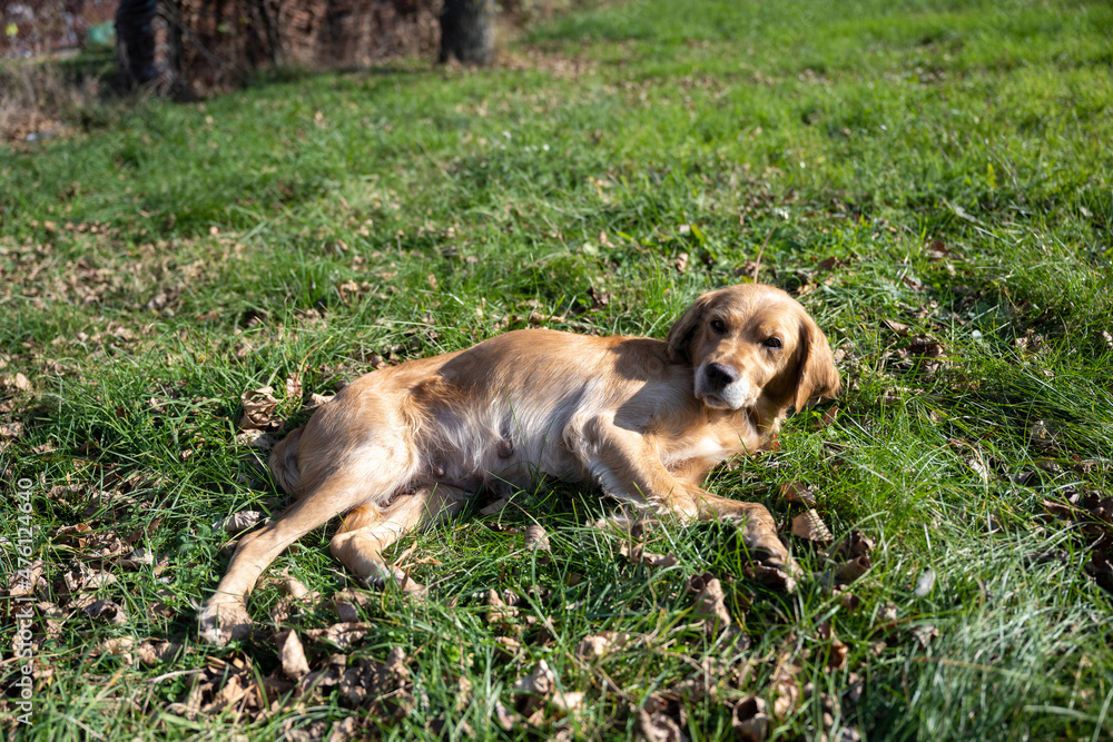 A sad looking retriever lying in the grass. A golden retriever posing for a photo. Portrait of a dog. A sad looking retriever lying in the grass. A golden retriever posing for a photo. Portrait of a dog.