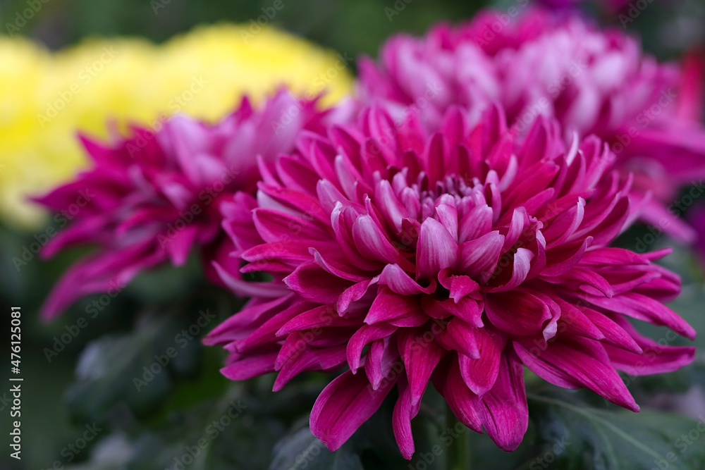 Beautiful pink chrysanthemum flowers on a background of other chrysanthemum flowers. Chrysanthemum yellow, red, purple flower background. Selective soft focus, shallow depth of field. 