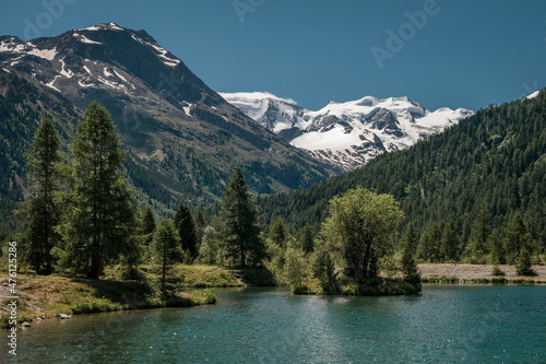 Mountain lake with tree on island in front of snow-covered mountain peaks of the Morteratsch Glacier in the Engadin in the Swiss Alps  sun and blue sky.