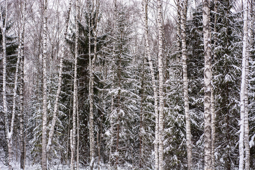 Deep white snow in the wild forest