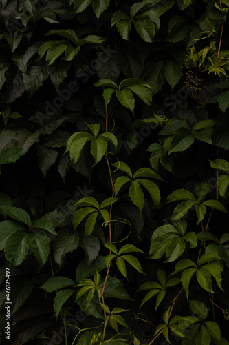 Fotografie, Obraz Background of green leaves of maiden grape creeper