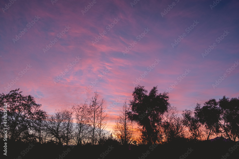 Tree silhouettes in the countryside during a beautiful and colorful sunset