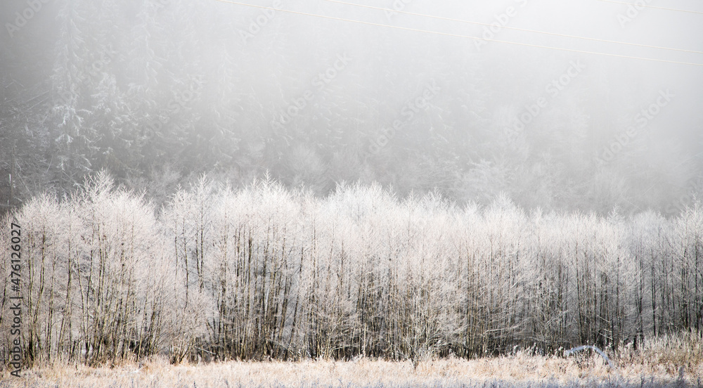 Fototapeta premium trees covered with hoarfrost on early winter morning
