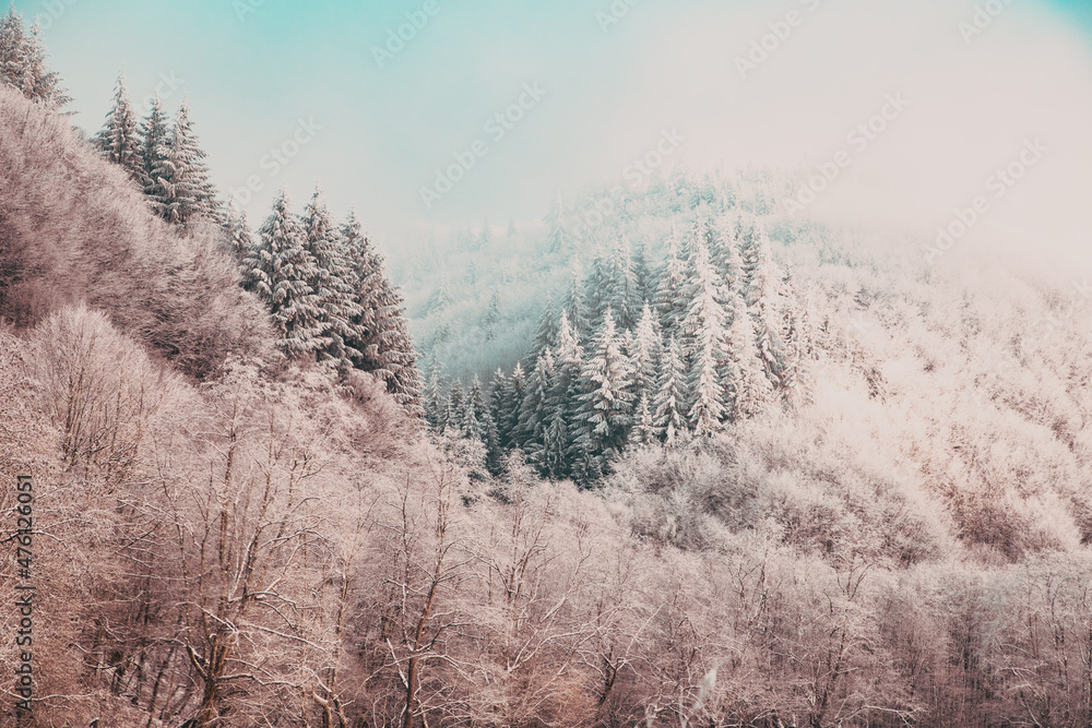 Fototapeta premium trees covered with hoarfrost on early winter morning
