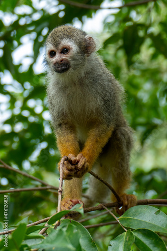 Squirrel monkey (Saimiri sciureus) in the Tapajos River, Amazon Rainforest, Brazil