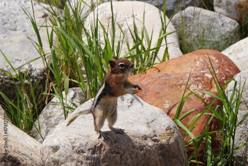 Squirrel standing on two legs