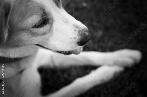Фототапет black and white puppy