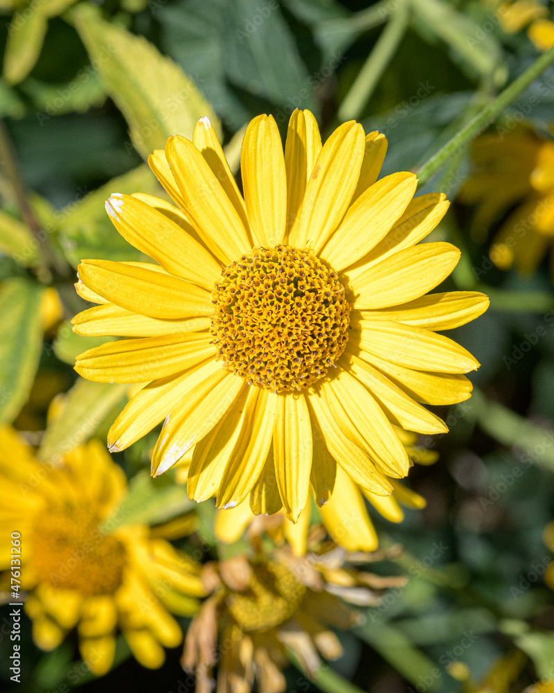 Fototapeta premium yellow flower closeup