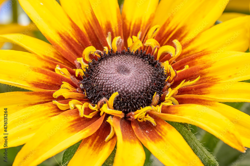 Close-up of Bright orange and red sunflower Close-up of Bright orange and red sunflower