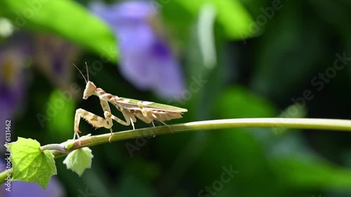 Facing to the left while perched on a vine under the morning sun as it suddenly moves towards the left, Jeweled Flower Mantis, Creobroter gemmatus, Thailand. photo