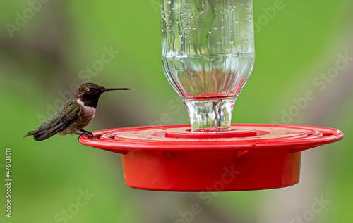 Beautiful shot of a hummingbird on a bird drinker photo